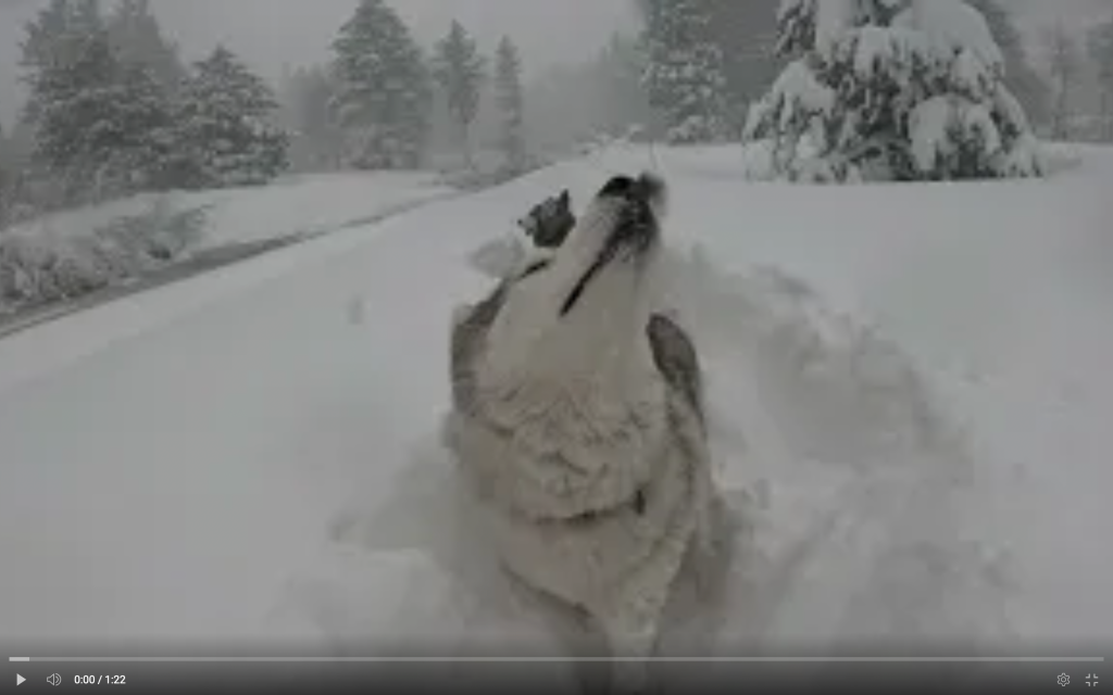 Echo and Yuba Make National News During Tahoe Blizzard